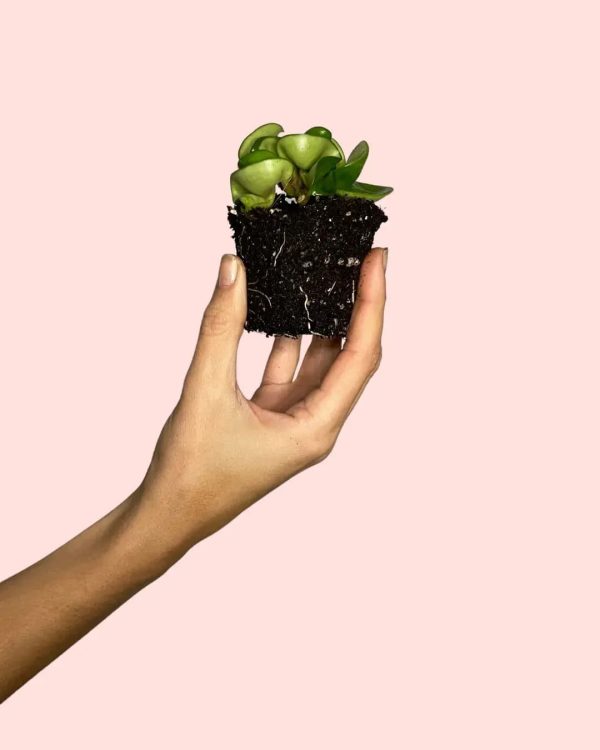 hoya-carnosa-planta