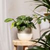 maranta lemon lime contexto