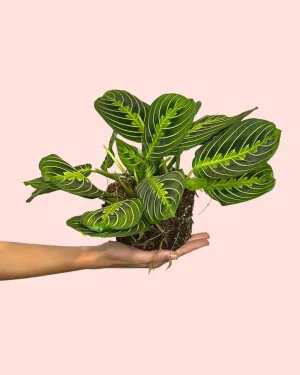 maranta-lemon-lime