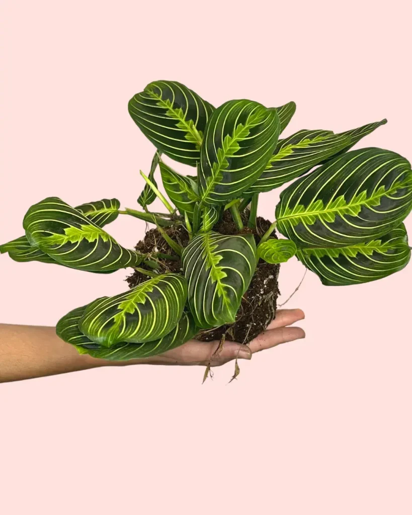 maranta-lemon-lime-hojas-planta