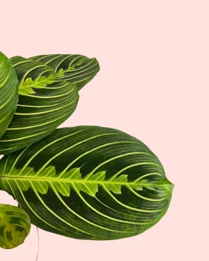 maranta-lemon-lime-hojas