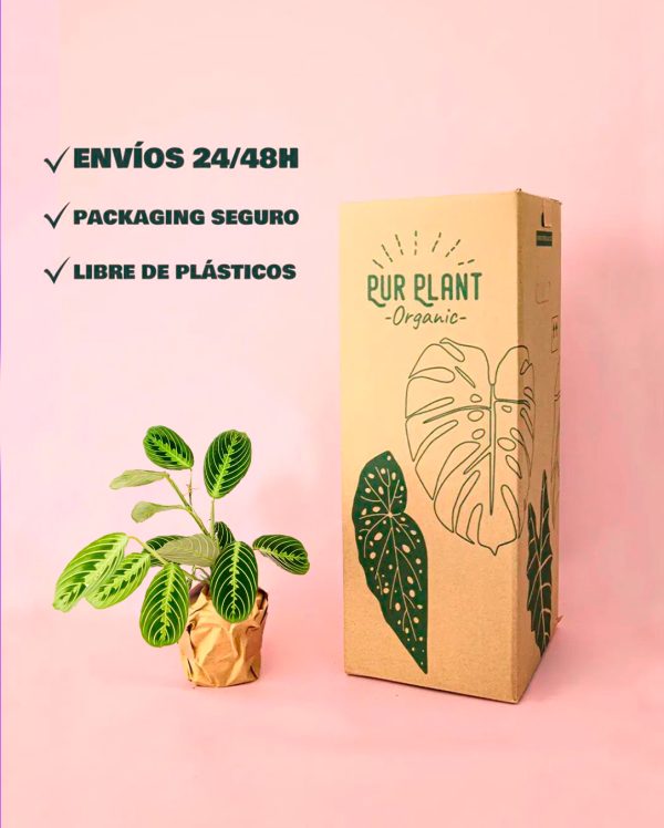 maranta lemon lime-packaging
