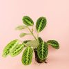 maranta-lemonlime