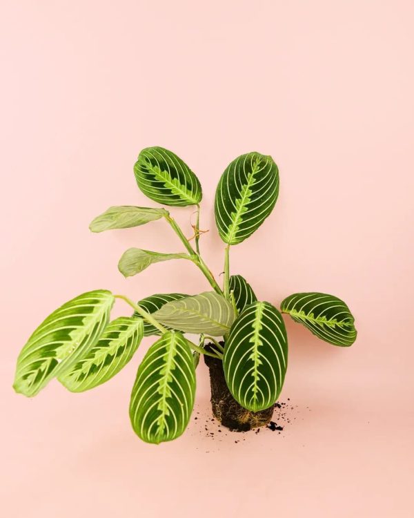 maranta-lemonlime