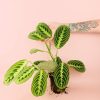 marantalemonlime-planta