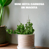 mini hoya carnosa