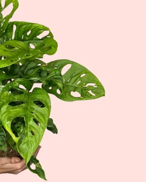 monstera-adansonii-hojas