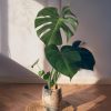 monstera deliciosa