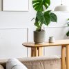 monstera-deliciosa-contexto