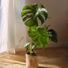 monstera deliciosa contexto