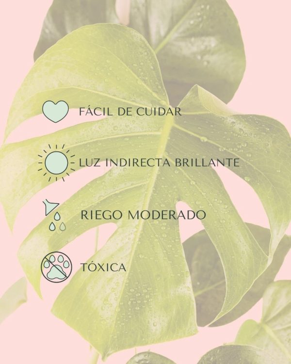 monstera deliciosa cuidados