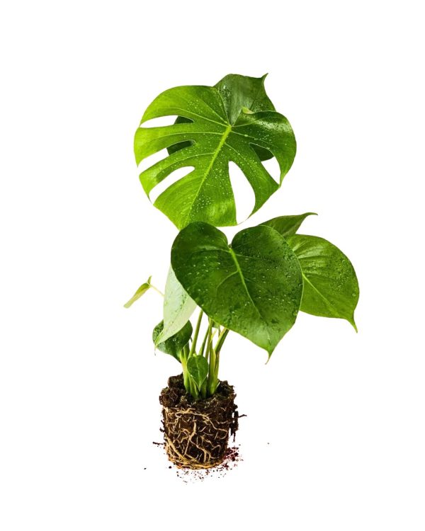 monstera deliciosa fondo blanco