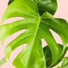 monstera-deliciosa-hoja