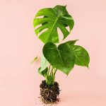 monstera-deliciosa-m