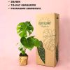 monstera deliciosa packaging