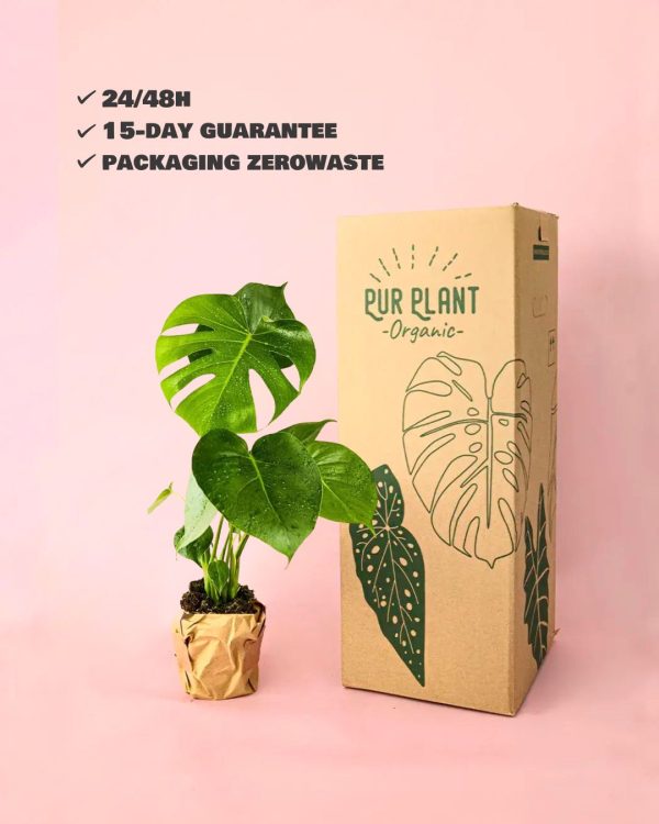 monstera deliciosa packaging