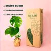 Monstera Deliciosa - Imagen 7