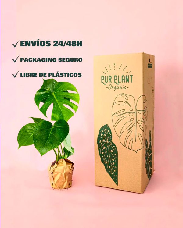 Monstera Deliciosa - Imagen 7
