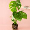 monstera-deliciosa-planta