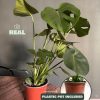 monstera deliciosa real