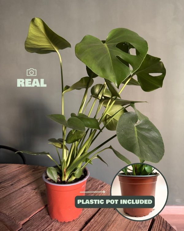 monstera deliciosa real