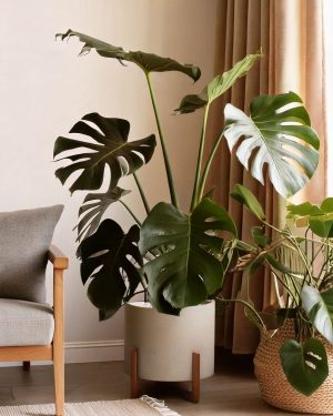 monstera deliciosa salon