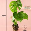 monstera deliciosa size
