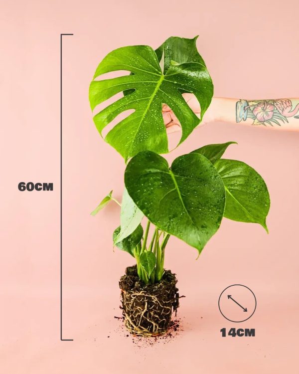 monstera deliciosa size