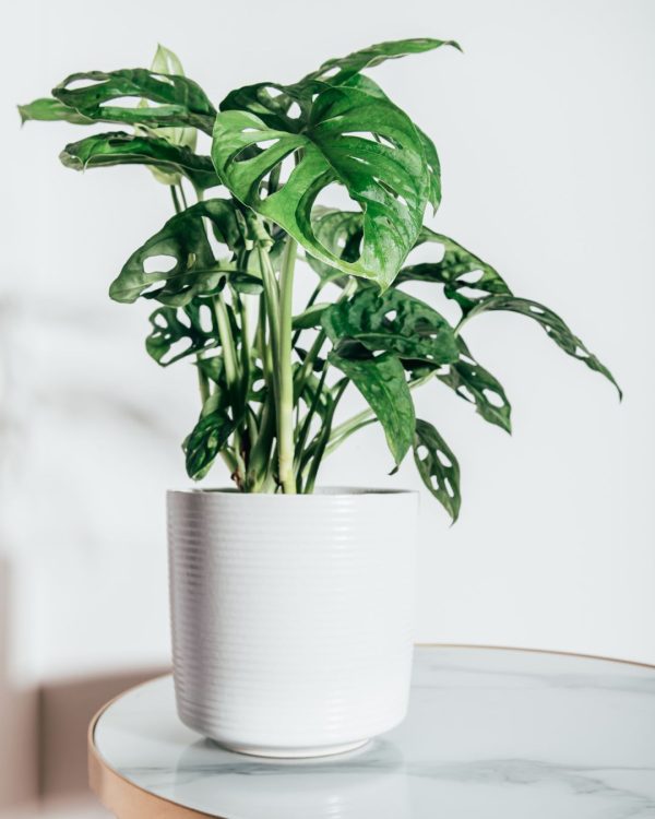 monstera monkey adansonii