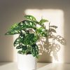monstera monkey contexto