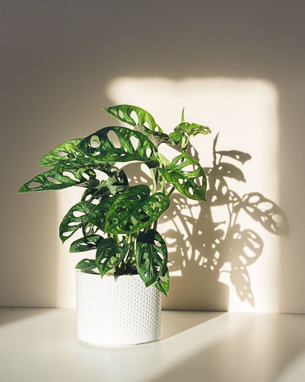 monstera monkey contexto