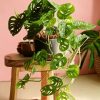 monstera monkey contexto fondo rosa