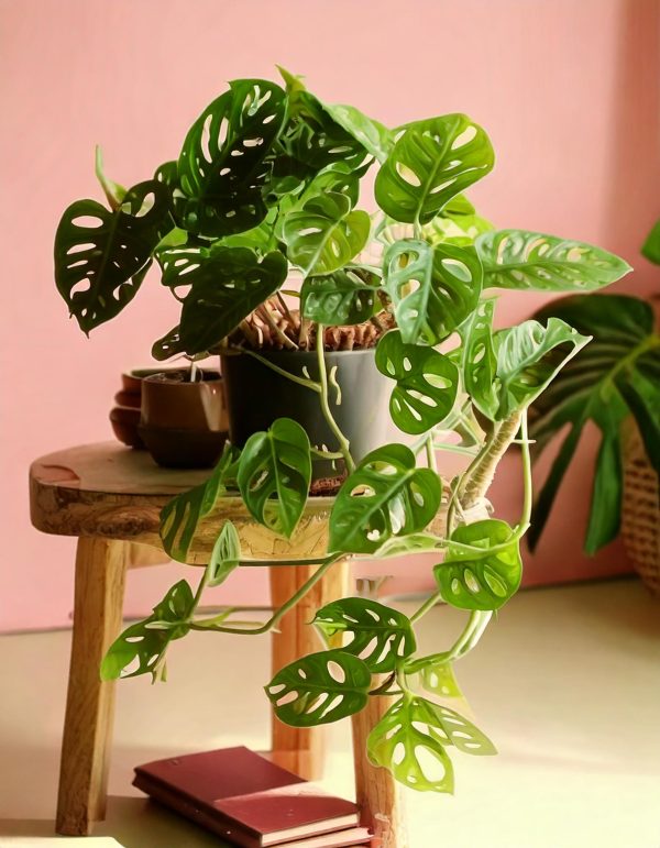 monstera monkey contexto fondo rosa