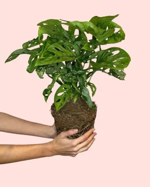 monstera-monkey-mediana