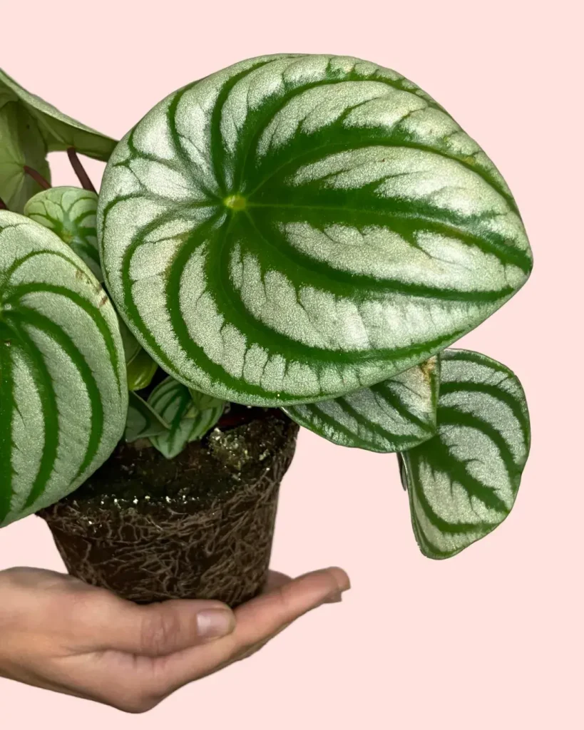 peperomia-hojas-melon