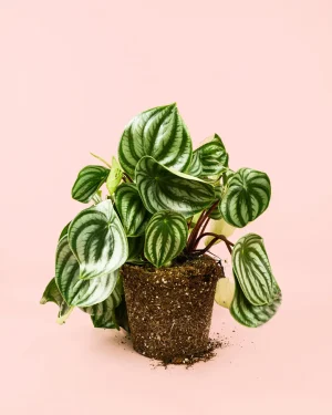 peperomia-watermelon