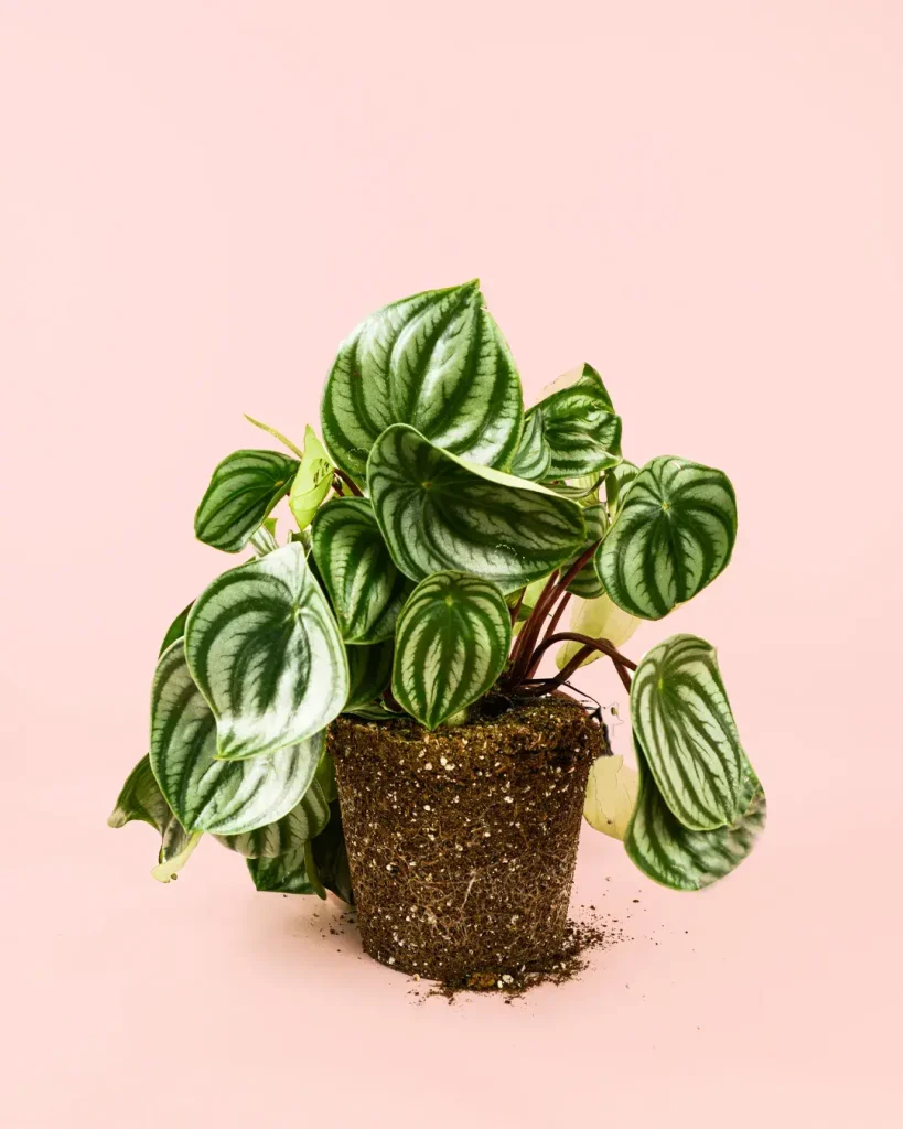 peperomia-watermelon