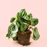 peperomia-watermelon
