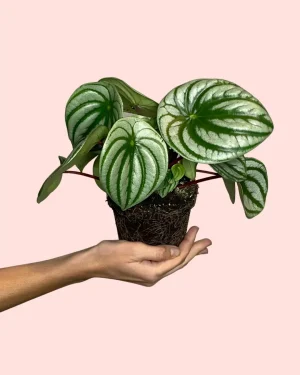 peperomia watermelon