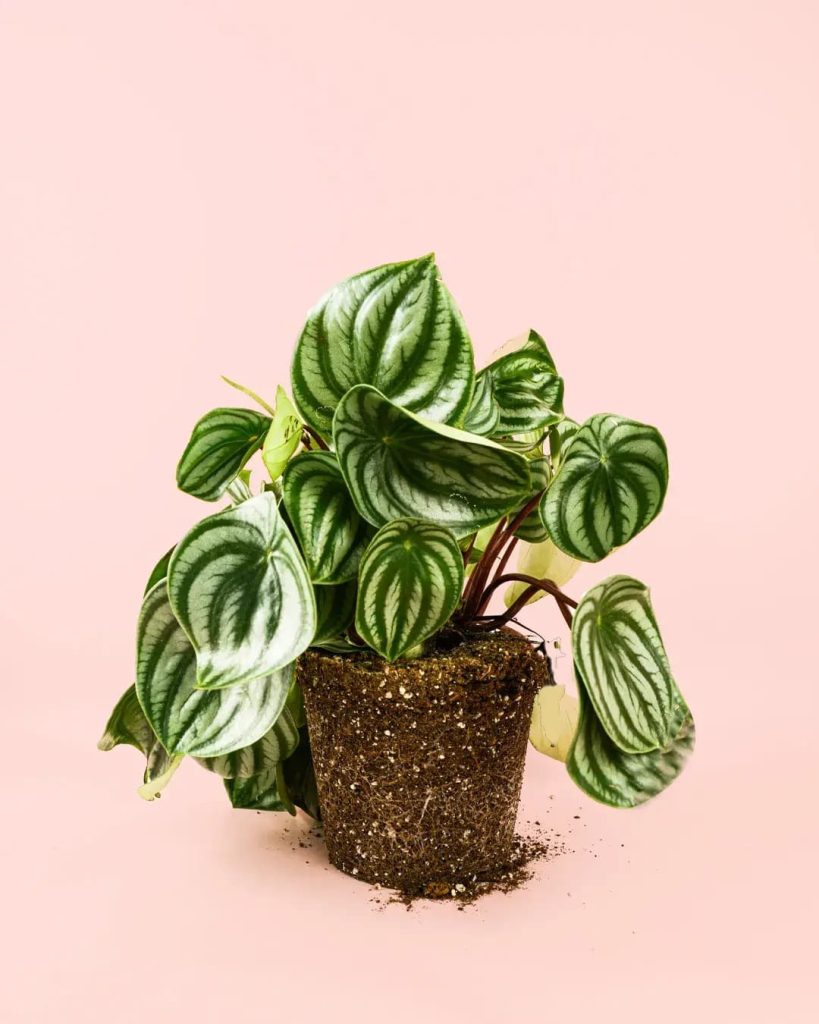 peperomia-watermelon