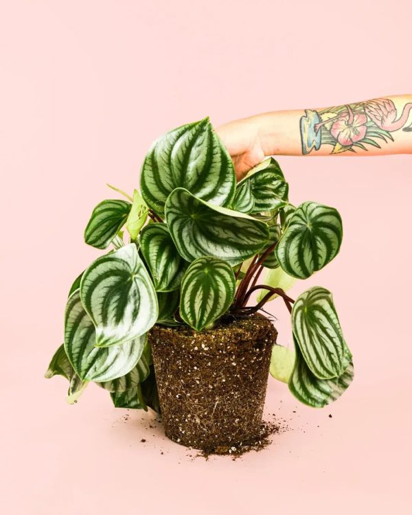 peperomia-watermelon-brazo