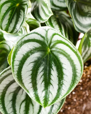 peperomia-watermelon-detalle