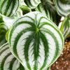 peperomia-watermelon-hoja