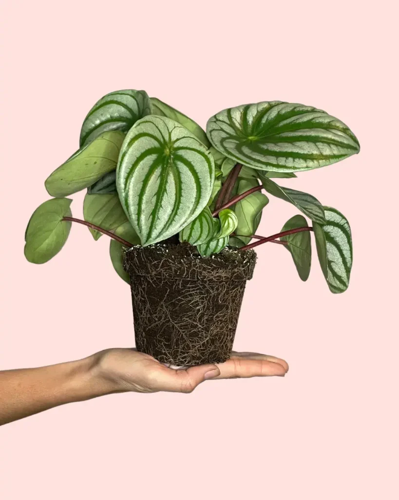 peperomia-watermelon-hoj