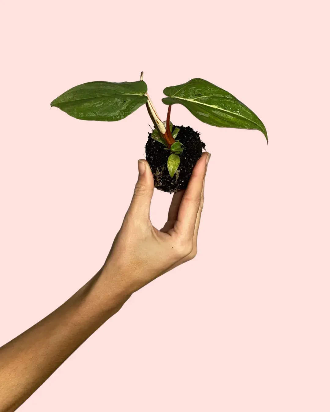philodendron-gloriosum-hojas philodendron-gloriosum-hojas