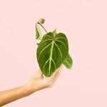 philodendron-gloriosum-bebe
