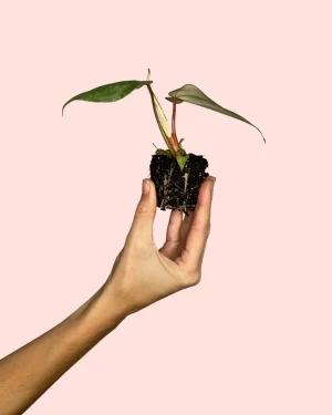 philodendron-gloriosum-planta-mini