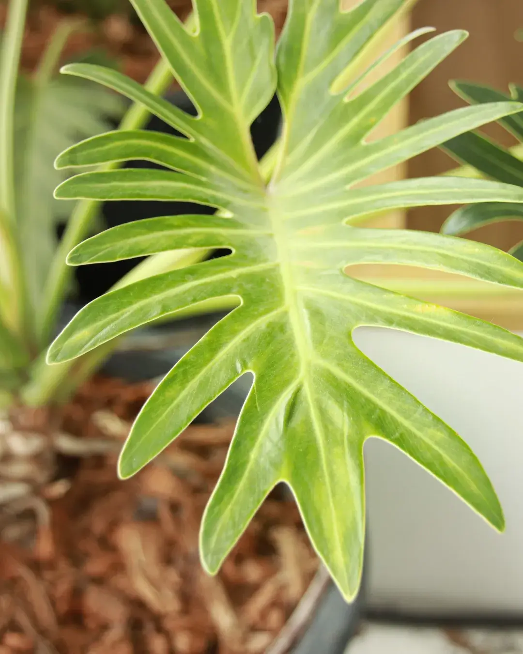 philodendron-hoja-amarilla hoja amarilla philodendron