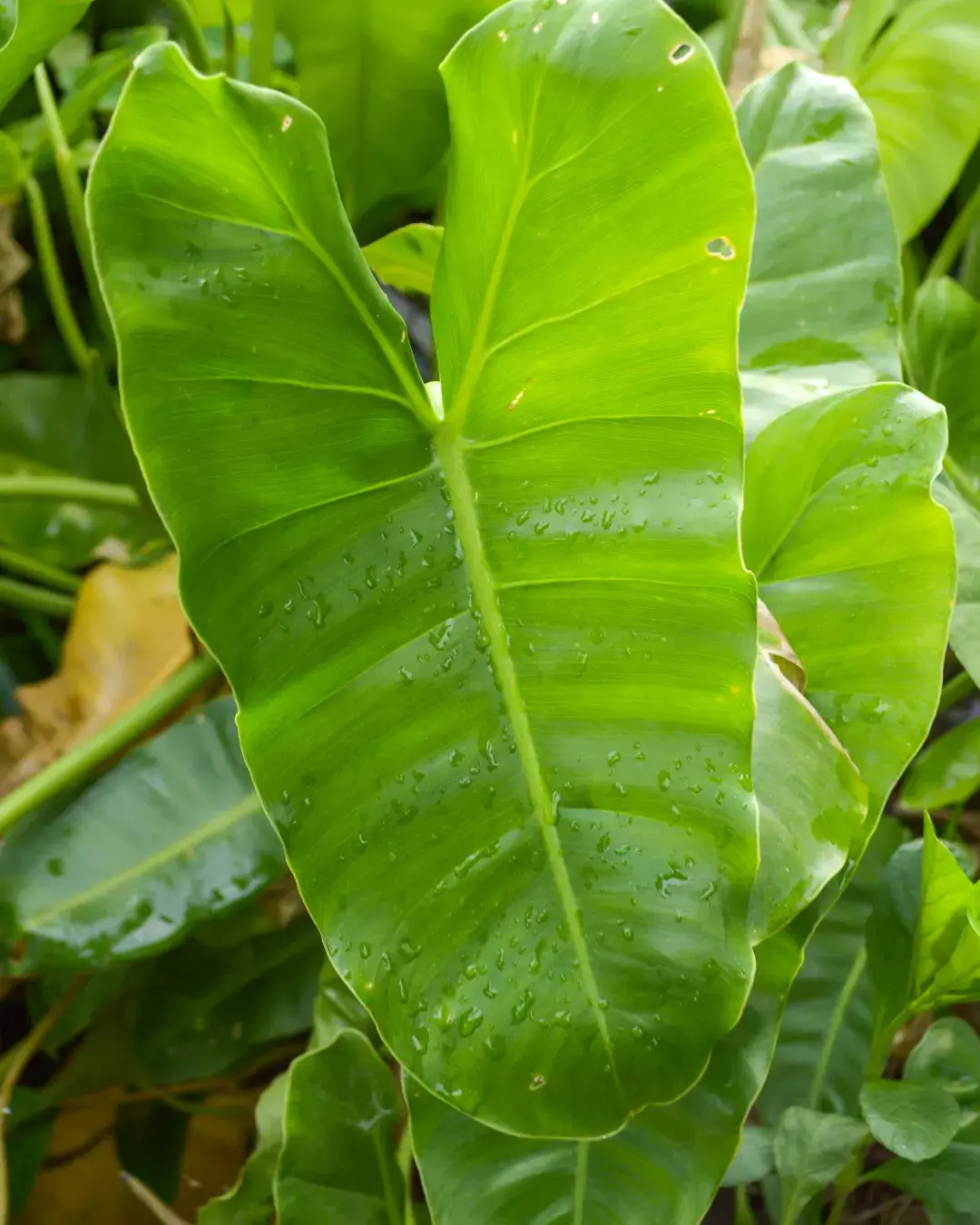 philodendron-manchas