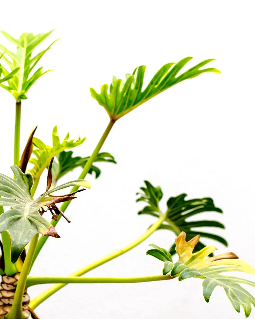 philodendron-puntas-secas philodendron hojas marrones